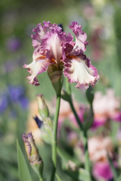 Mooie paarse irisbloem groeit in de tuin