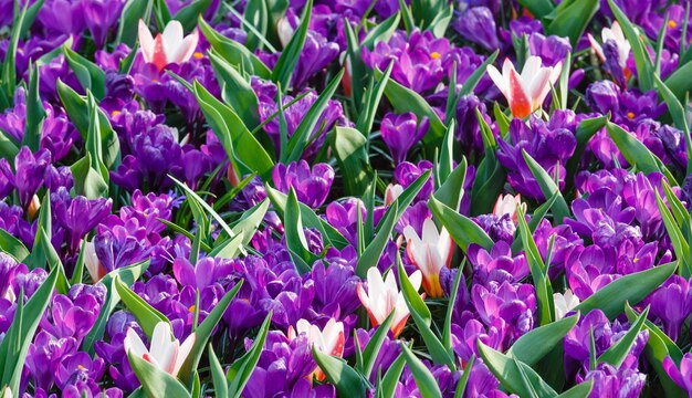 Mooie paarse krokussen en diverse wit-rode tulpen (macro) in het voorjaar. Achtergrond van de natuur.