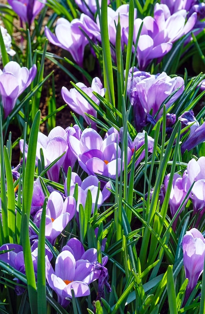 Mooie paarse krokussen (macro) in het voorjaar