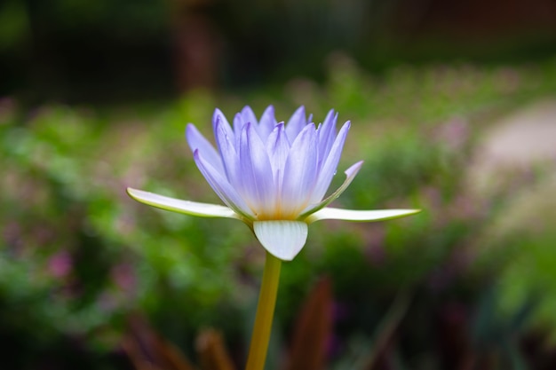 Mooie paarse lotus achtergrond in water