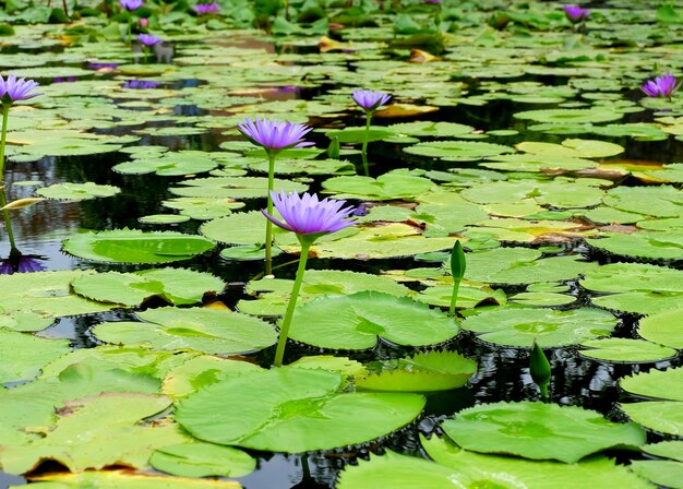 Mooie paarse lotus in de vijver