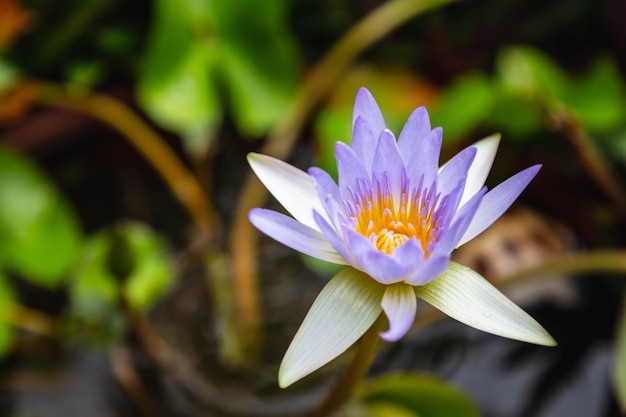 Mooie paarse lotus in water