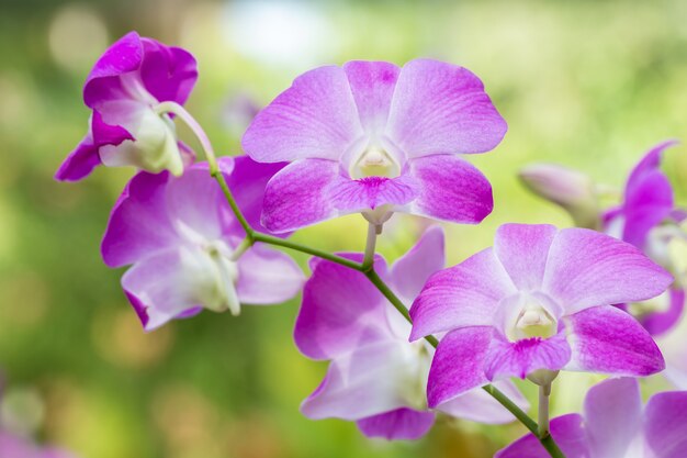 Mooie paarse orchidee, Dendrobium.