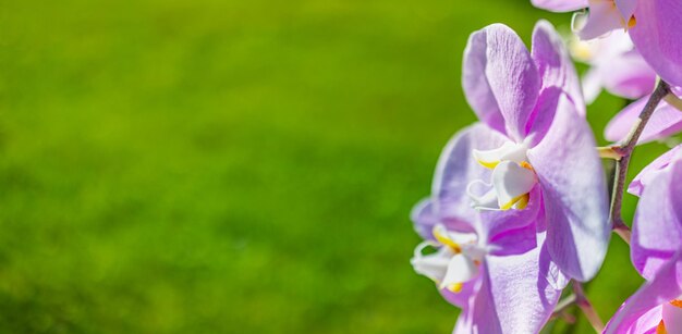 Mooie paarse orchidee phalaenopsis. Natuurconcept voor ontwerp. Plaats voor uw tekst, kopieer ruimte