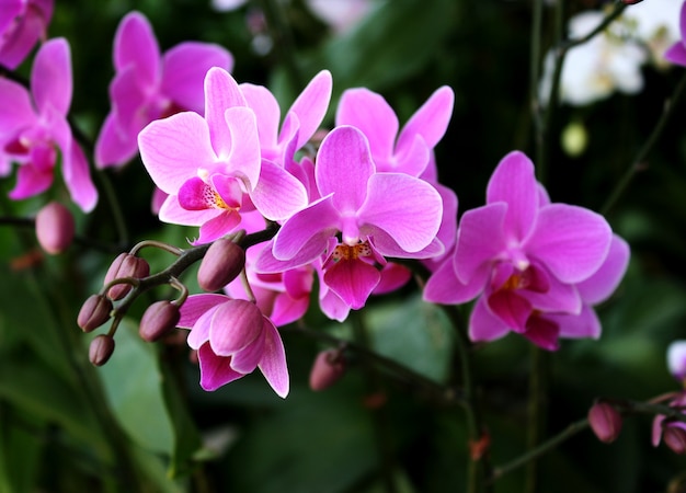 Mooie paarse orchidee - phalaenopsis