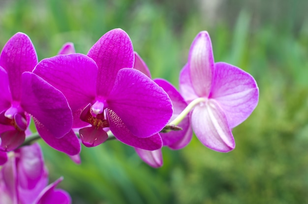 Mooie paarse orchideebloem