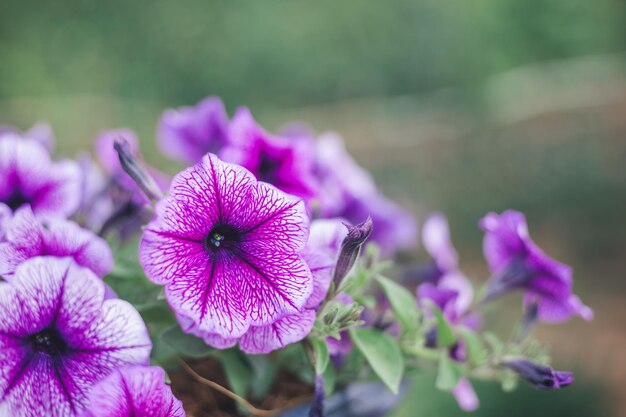 Mooie paarse Petunia's Petunia hybrida in zachte focus in de tuin