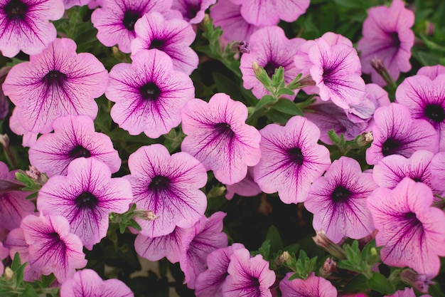 Mooie paarse Petunia&#39;s