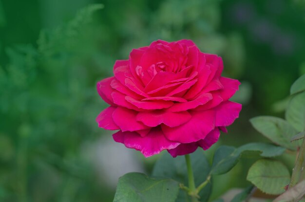 Mooie paarse roos Grote paarse rozen in de tuin