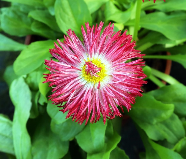 Mooie paarse roze daisy bloem close-up macro op groene achtergrond