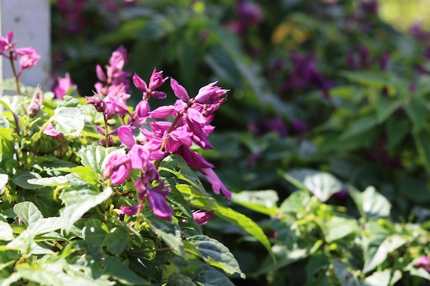 Mooie paarse salviabloem. Natuurlijke bloem achtergrond en behang