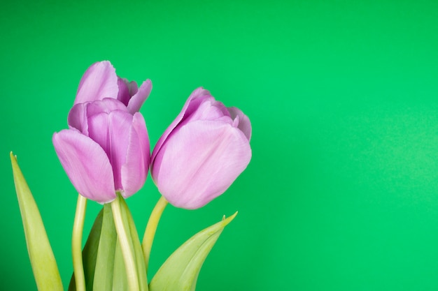 Mooie paarse tulpen op een helder groene achtergrond, met kopie ruimte aan de rechterkant voor uw tekst
