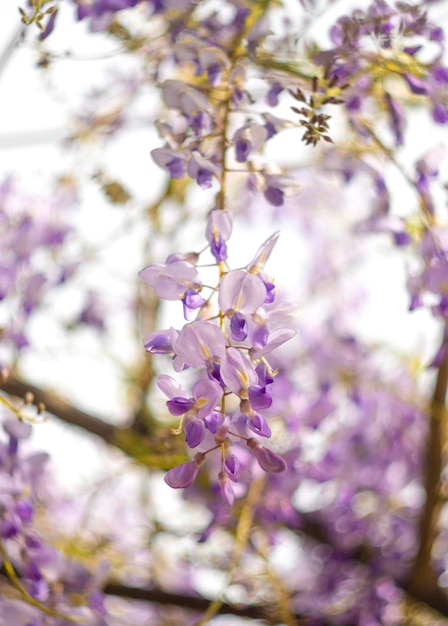 Mooie paarse Wisteria Sinensis-bloem op een zonnige dag