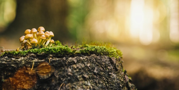 mooie paddenstoel in gras op een boomstam, herfstseizoen. kleine verse paddenstoel op mos, groeit in Autumn Forest. copyspace voor uw individuele tekst,