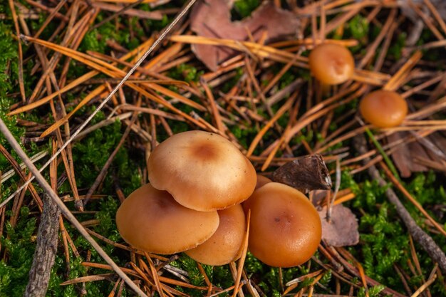 Mooie paddestoelen in de herfst bos close-up herfst herfst