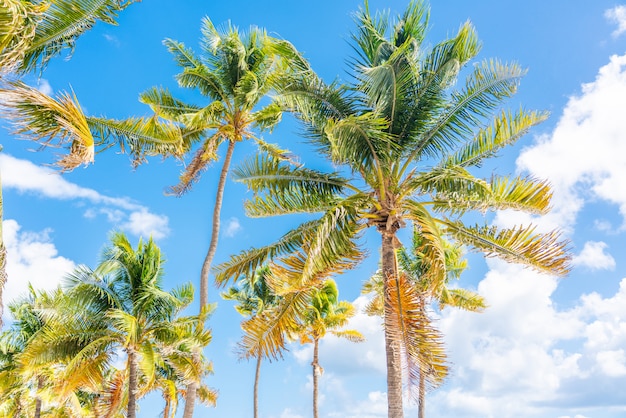 Mooie palmbomen op blauwe hemelachtergrond