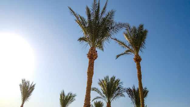 Mooie palmbomen tegen de blauwe lucht. reis