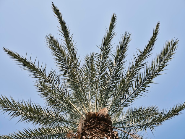 Mooie palmboom en hemelachtergrond