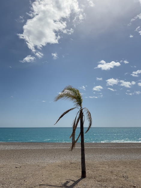 Mooie palmboom op het strand