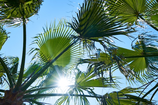 Mooie palmboom op tropisch eiland