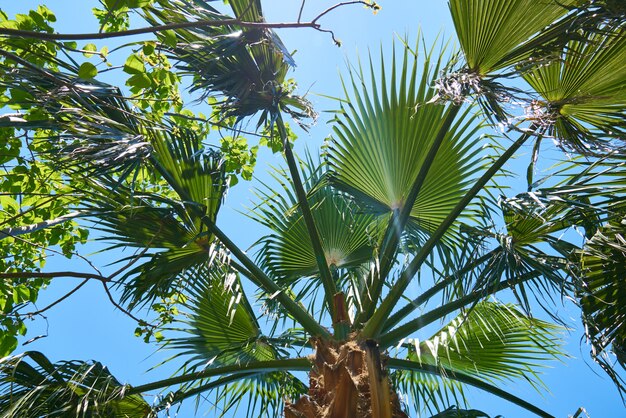 Mooie palmboom op tropisch eiland