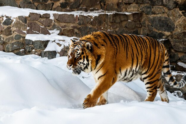 Mooie panthera tigris op een besneeuwde weg