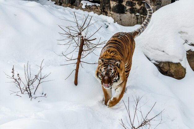 Mooie panthera tigris op een besneeuwde weg