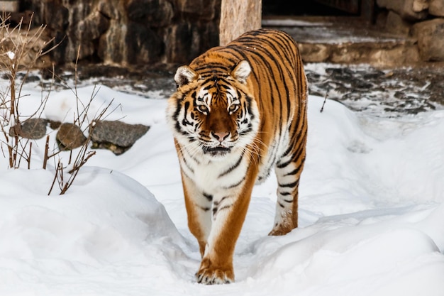 Mooie panthera tigris op een besneeuwde weg