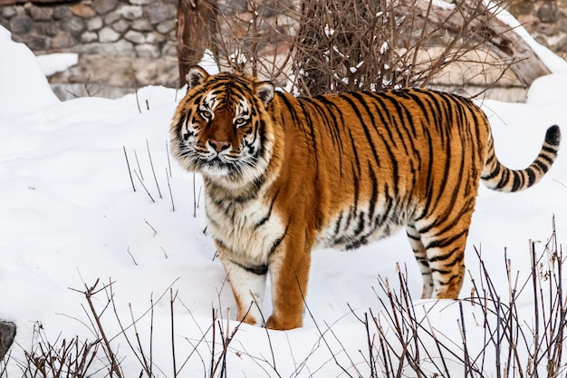 Mooie panthera tigris op een besneeuwde weg