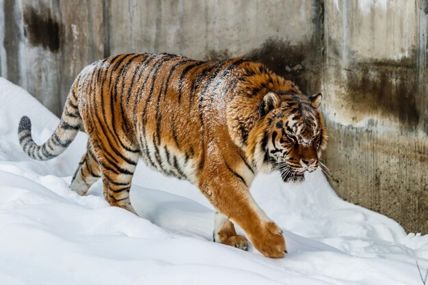 Mooie panthera tigris op een besneeuwde weg