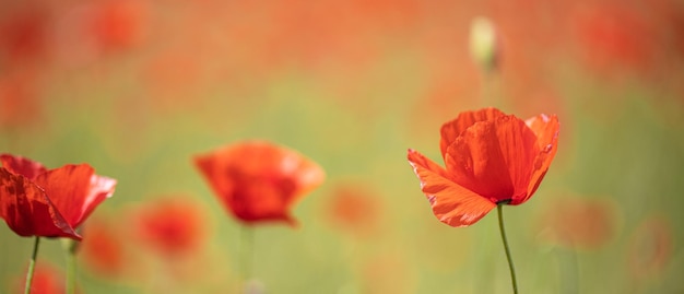 Mooie papaver bloemen op het veld bij zonsondergang pastelkleuren close-up natuur