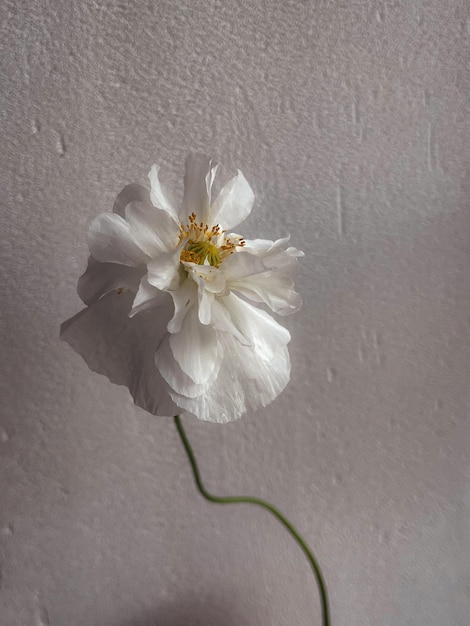 Mooie papaver op humeurige grijze achtergrond Stijlvolle bloemstilleven artistieke compositie Bloemen verticaal behang