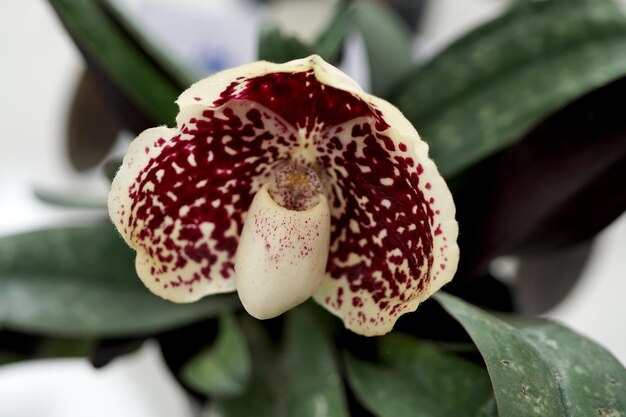 Mooie Paphiopedilum Godefroyae orchideebloem in de tuin