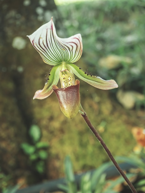 Mooie Paphiopedilum in de tuin