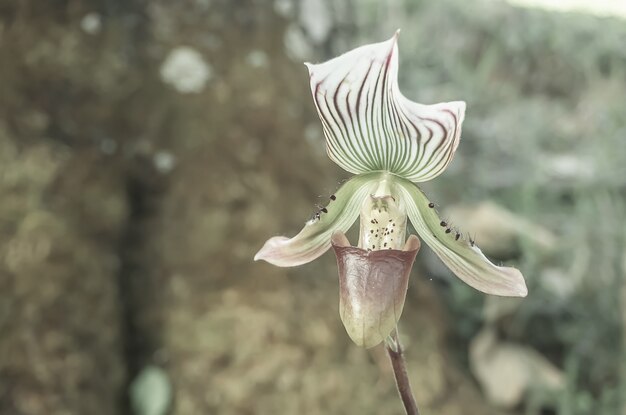 Mooie Paphiopedilum in de tuin