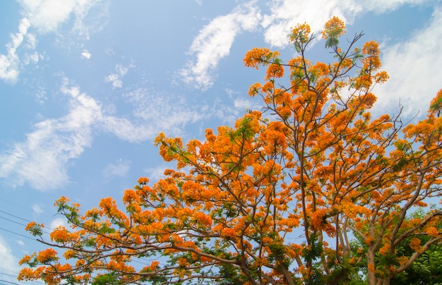 Mooie pauwbloemen met blauwe hemel, thailand