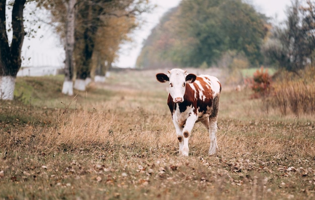 mooie pedigreed jonge gevlekte koe staat op een open plek en graast