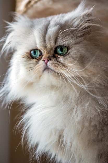 Mooie Perzische kat met witte vacht en groenblauwe ogen