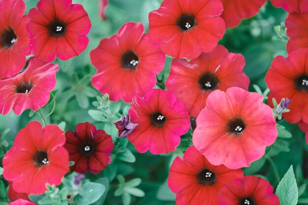 Mooie petunia bloem bloei