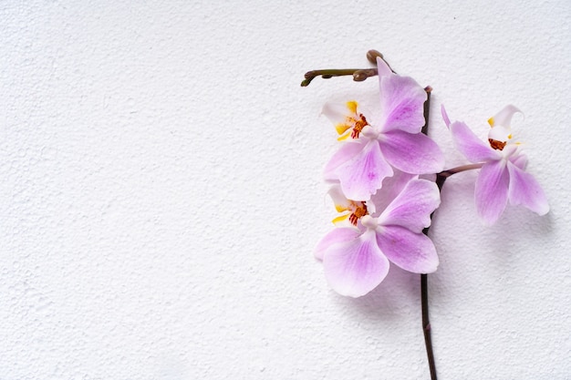 Mooie Phalaenopsis orchideebloemen bloeien, mock-up op wit oppervlak