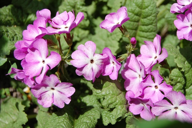 Mooie phloxbloem groeit in de lentetuin