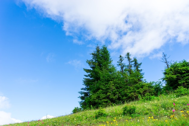 Mooie pijnbomen op hoge bergen als achtergrond. Kackar Mountain, Rize - Turkije