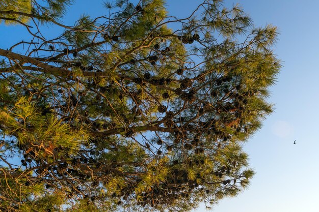 Mooie pijnbomen tegen de blauwe lucht aan de middellandse zeekust van kroatië.