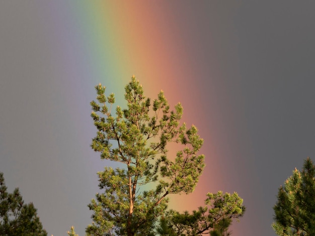 Mooie pijnboomtakken en zonnige regenbooghemel na regen