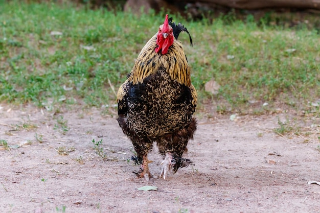 Mooie pik op gras achtergrond