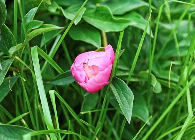 Mooie pioenbloem in tuinclose-up