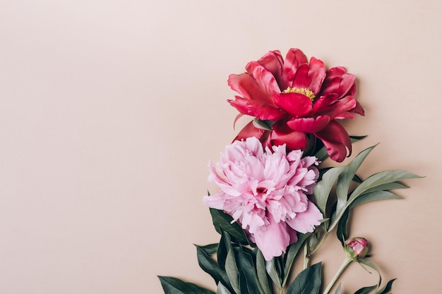 Mooie pioenrozen bloemen op beige achtergrond Lente of zomer florale achtergrond