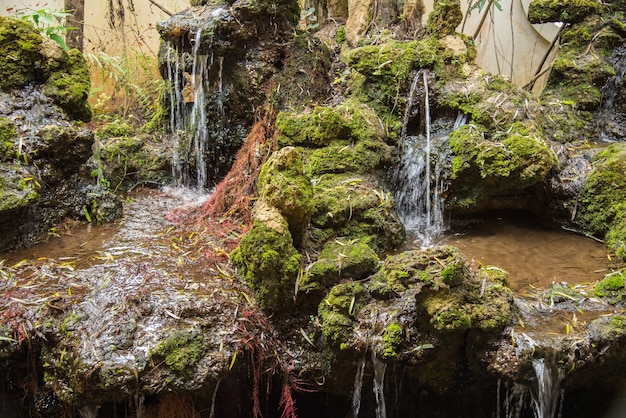 Mooie plant en waterval in de tuin.