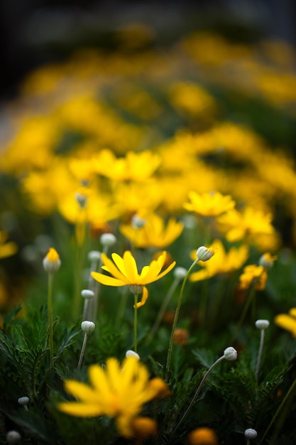 Mooie plant gele bloemen in natuurfoto