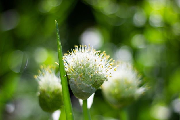 Mooie plant mooie natuur